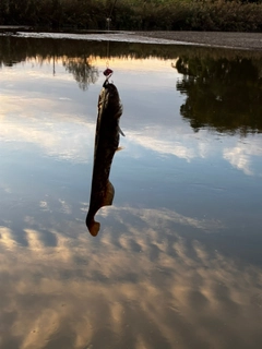 ナマズの釣果