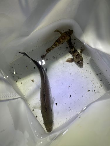 セイゴ（マルスズキ）の釣果