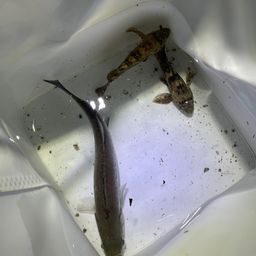 セイゴ（マルスズキ）