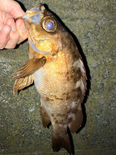 メバルの釣果
