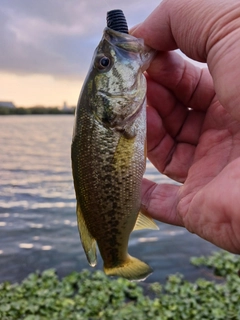 ラージマウスバスの釣果