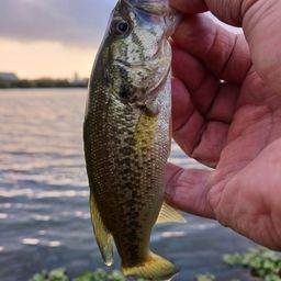 ラージマウスバス