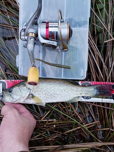 ラージマウスバスの釣果