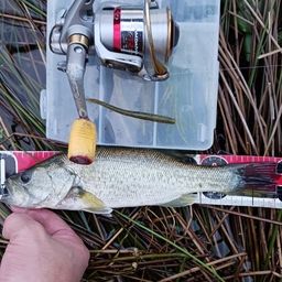 ラージマウスバス