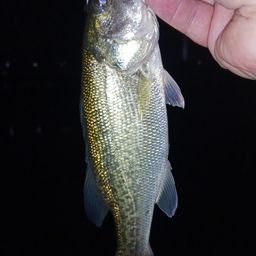 ラージマウスバス