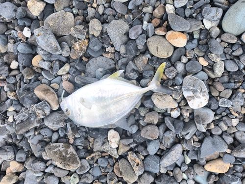 セイゴ（ヒラスズキ）の釣果