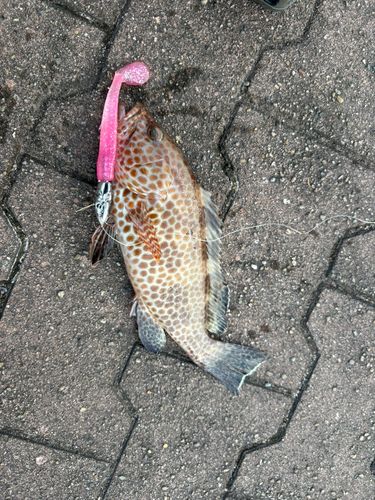 オオモンハタの釣果