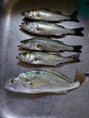 イシモチの釣果