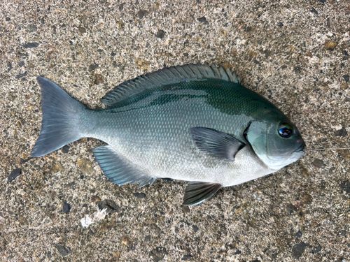 グレの釣果