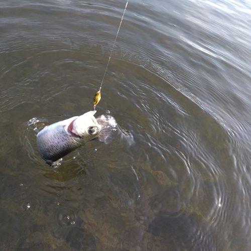 ニジマスの釣果