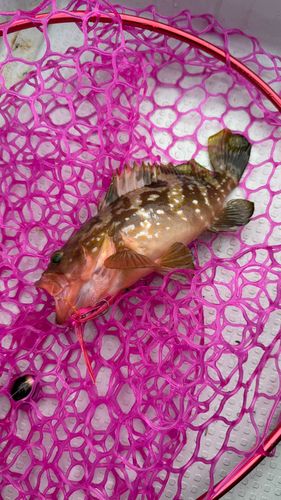 キジハタの釣果