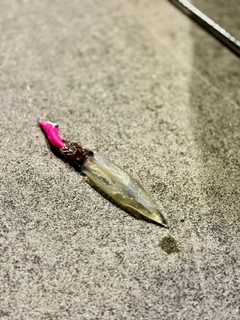 ヤリイカの釣果