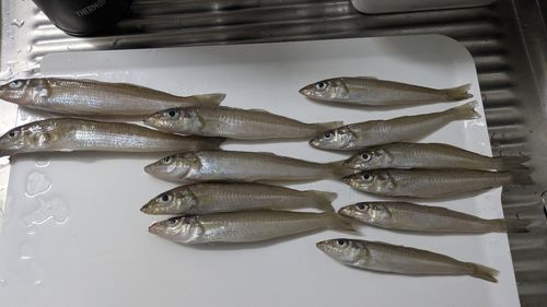 シロギスの釣果