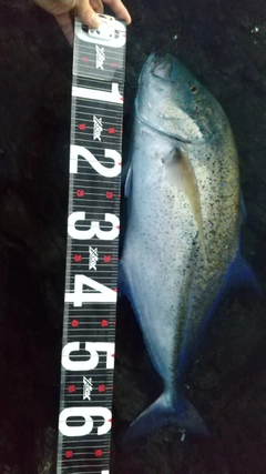 カスミアジの釣果