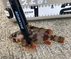 ヨロイメバルの釣果