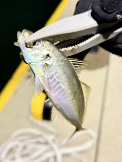 マアジの釣果