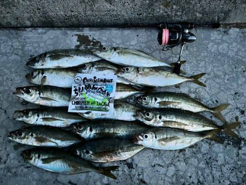 アジの釣果