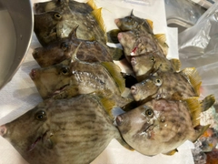 カワハギの釣果