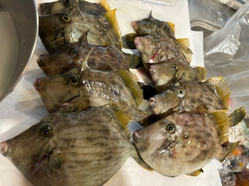 カワハギの釣果