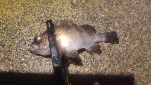 シロメバルの釣果