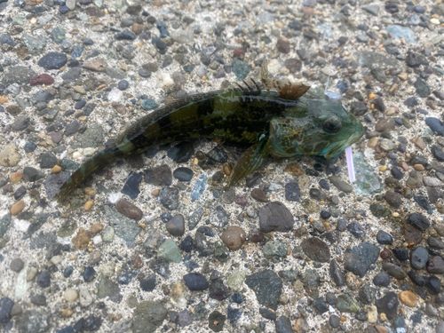 アナハゼの釣果