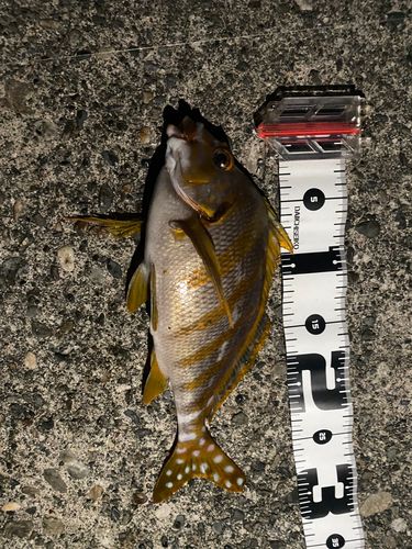 タカノハダイの釣果