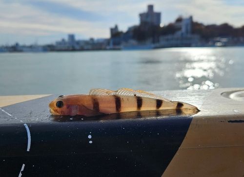 リュウグウハゼの釣果