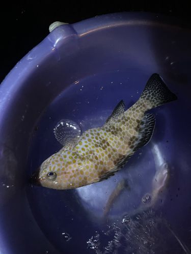 オオモンハタの釣果