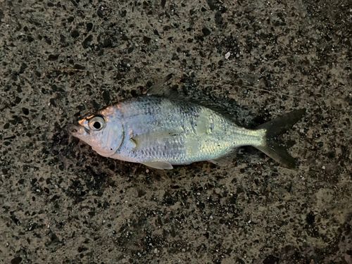コノシロの釣果