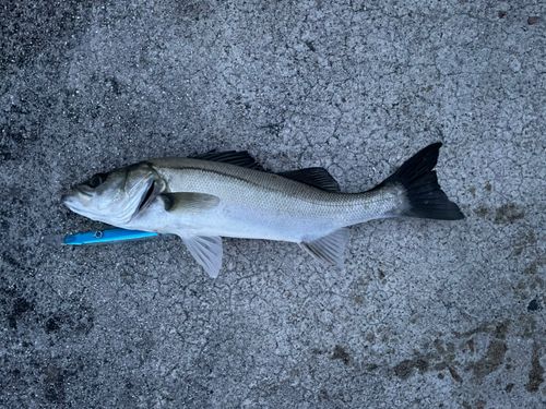セイゴ（マルスズキ）の釣果