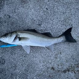 セイゴ（マルスズキ）