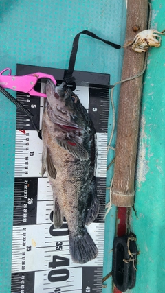 クロソイの釣果