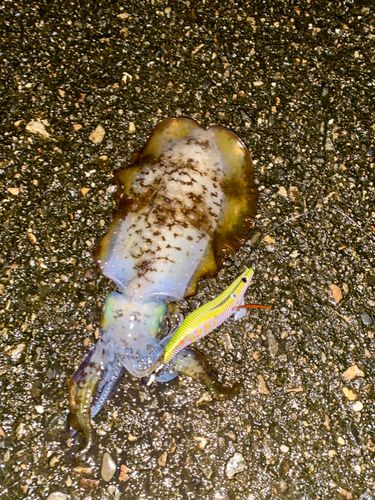 アオリイカの釣果