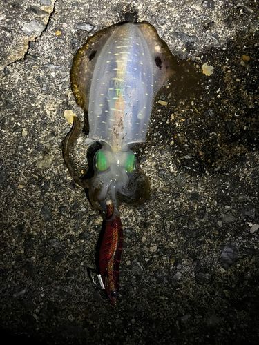 アオリイカの釣果