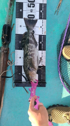 アイナメの釣果