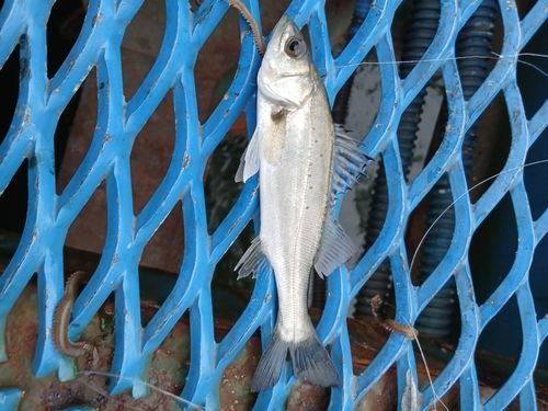 オリジナルメーカー海釣り公園