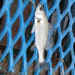 セイゴ（マルスズキ）