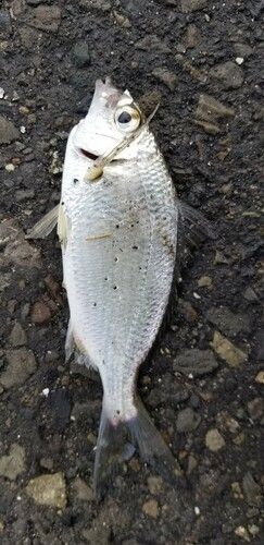 クロサギの釣果