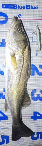 シーバスの釣果