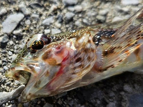 アナハゼの釣果
