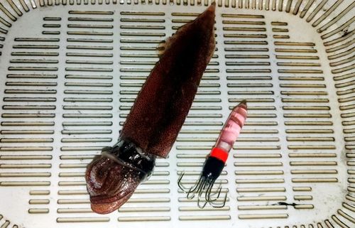 船越湾（岩手）