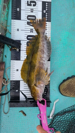 アイナメの釣果