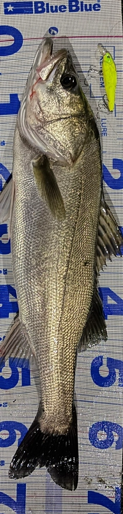 シーバスの釣果