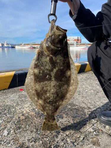 ヒラメの釣果