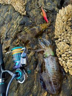 アオリイカの釣果