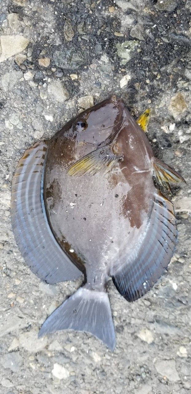 ニセカンランハギ