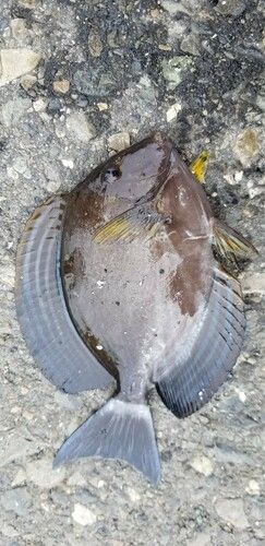 ニセカンランハギの釣果