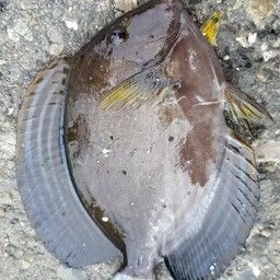 ニセカンランハギ