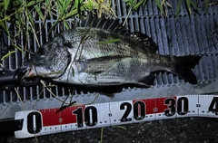 クロダイの釣果