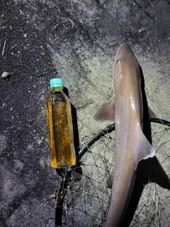 ホシザメの釣果